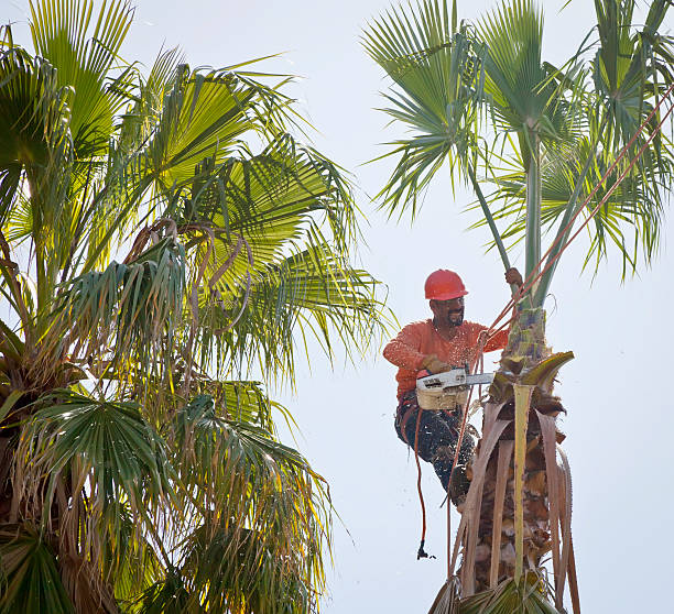 Best Tree Root Removal  in Borger, TX